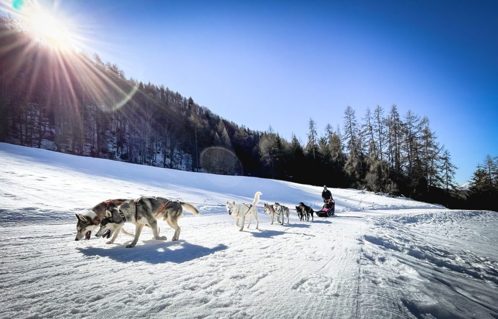dog sledding in courchevel